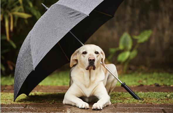 การดูแลสัตว์เลี้ยงในหน้าฝนของทีม นายหน้าอิสระ